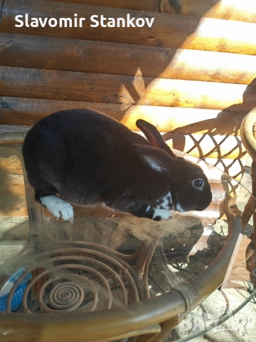 продавам зайци Цика Сребърни и Рексови , снимка 4 - Други - 50803206