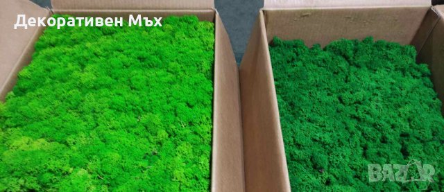 ПРЕМУИМ декоративен скандинавски стабилизиран мъх - на едро и дребно, снимка 7 - Декорация за дома - 31836832