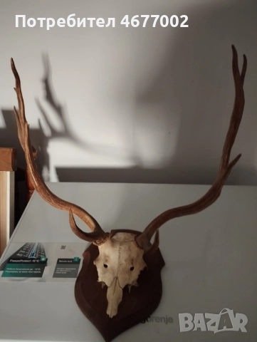  Прекрасен трофей, снимка 2 - Антикварни и старинни предмети - 52918668