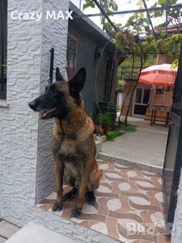 Белгийска овчарка обучена, снимка 6 - Белгийска овчарка - 53162633