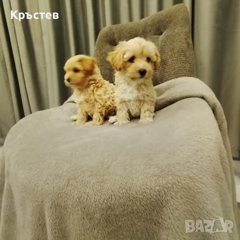 Малтипу малтипу , снимка 2 - Болонка - 56183225