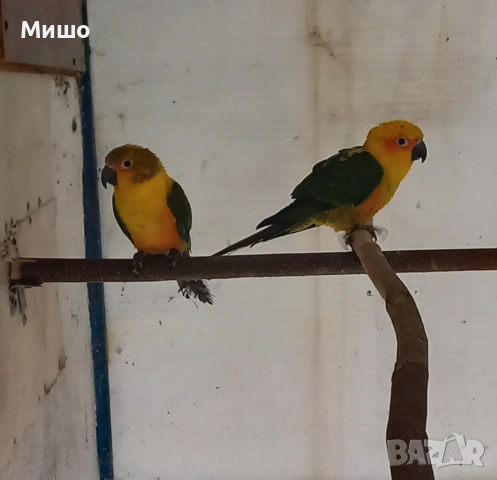 Продавам чифт Слънчеви Аратинги на 1 година, снимка 2 - Папагали - 53066304