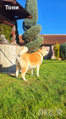 Акита Ину Японска , снимка 2 - Акита ину - 53419684