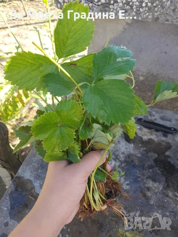 Ягода - Клери , снимка 3 - Разсади - 53623576