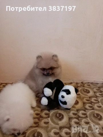 5 мъжки и 1 женско