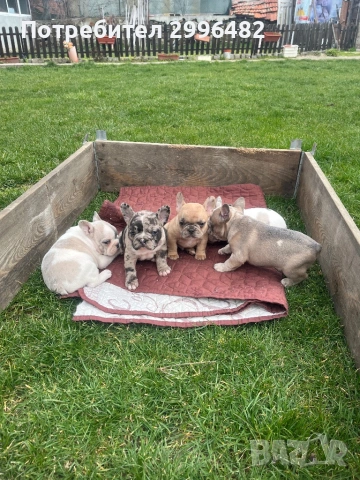 Френски булдог, снимка 4 - Френски булдог - 53657335