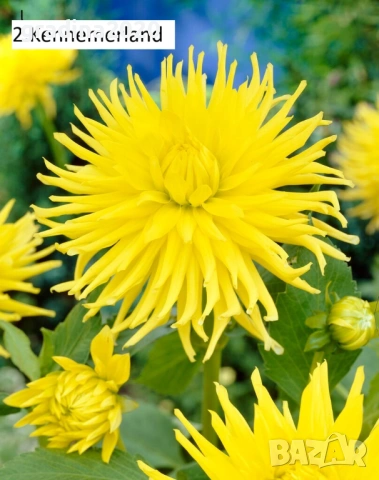 Луковици - Коренище на Далия - Цена за 1 бр.: 2,50 € / 4,89лв., снимка 4 - Разсади - 53145587