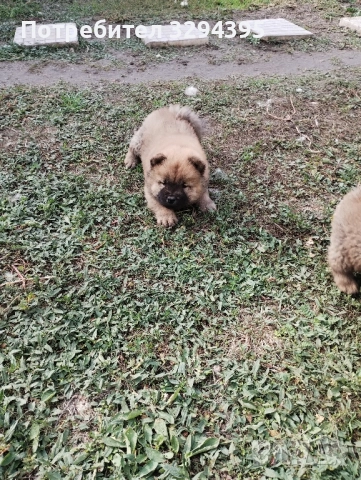 чау чау, снимка 2 - Чау Чау - 49040809