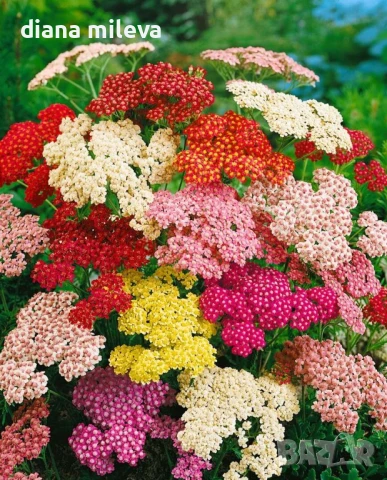 Равнец - промо пакет от 4 различни цвята!!, снимка 1