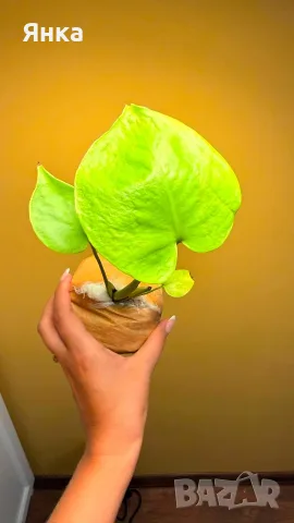 Monstera Deliciosa Lime Variegata