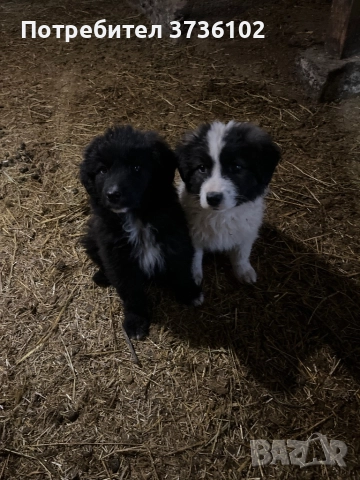 Каракачански Овчарки , снимка 4 - Каракачанска овчарка - 52545236