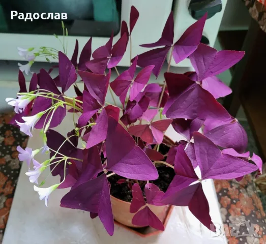 Продавам красива лилава детелина цвете , снимка 5 - Стайни растения - 47079779