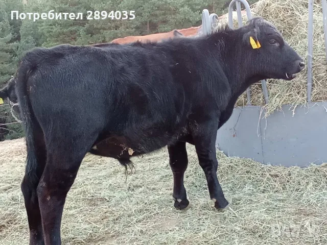 телета различна възраст, снимка 10 - Крави - 56083123