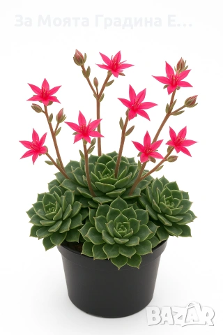 Ешеверия Испанска звезда , снимка 3 - Градински цветя и растения - 53634494