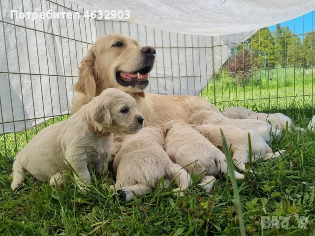 голдън ретривър кремав бонбон , снимка 11 - Голдън ретривър - 52804530