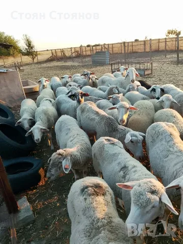 Продавам овце..., снимка 2 - Овце - 55767645