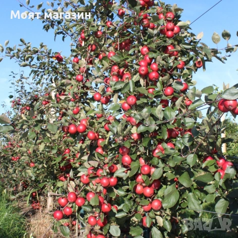 Ябълка Redlove-Sirena, снимка 5 - Градински цветя и растения - 53631761