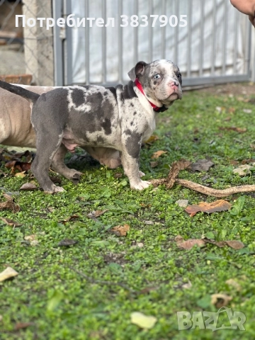 Американско були покет , снимка 4 - Американски стафордширски териер - 52502616