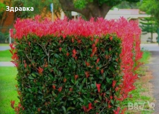 Фотиния , снимка 2 - Градински цветя и растения - 50675622