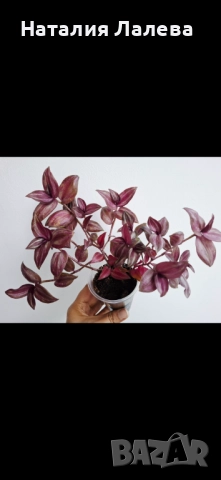 Традесканция, tradescantia Danny Lee