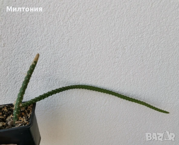 селеницереус ваганс , снимка 2 - Стайни растения - 50456733