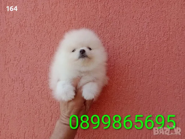 Бели мъжки и женски кученца Померан, снимка 4 - Померан - 56017123