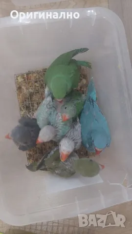 Малък александър 