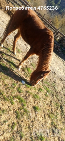Кон, снимка 5 - Други животни - 53837470