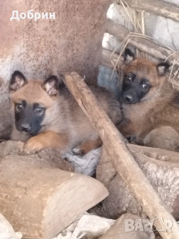Белгийски овчарки