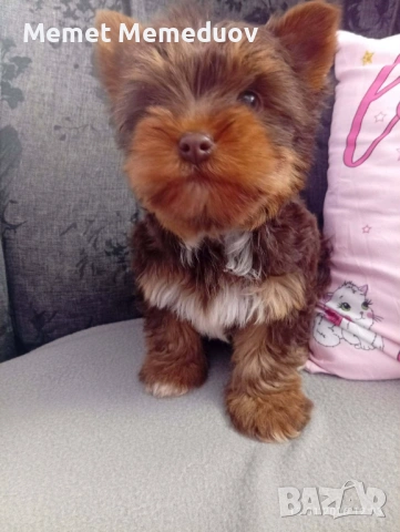 Йоркита , снимка 3 - Йоркширски териер - 53486979