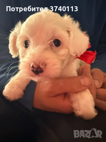 Китайско качулато куче (голо), снимка 7 - Други - 52849634