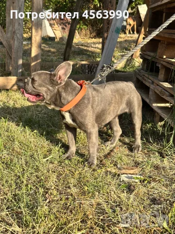 Jenski frenski buldog, снимка 2 - Френски булдог - 55878135