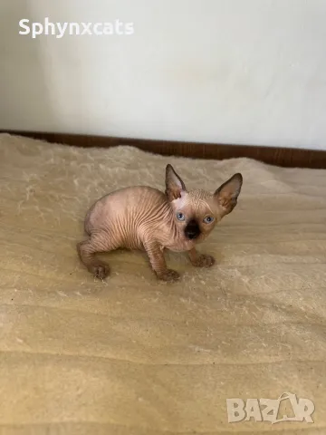 Котенца момичета и момчета канадски сфинкс, снимка 8 - Сфинксове - 49394602