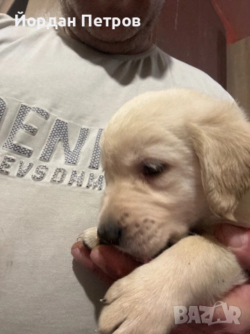 Лабрадор ретривър, снимка 4 - Лабрадор ретривър - 53390012