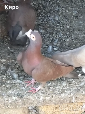 Гълъби Пощи, снимка 2 - Гълъби - 52243376