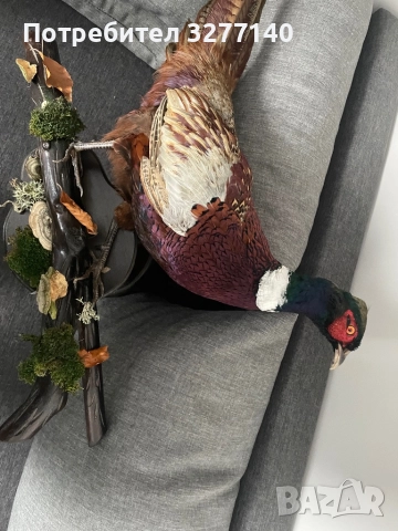 Препариран фазан  , снимка 3 - Декорация за дома - 52381045