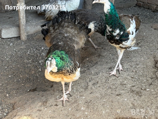 Пауни, снимка 2 - други­ - 53797419