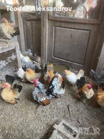 Продавам серами, снимка 5 - За птици - 52514845