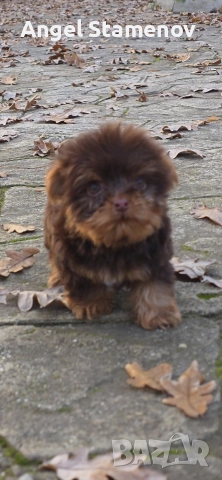 Йорки биро и шоко бивер супер мини размер момиченца!Доставка!, снимка 6 - Йоркширски териер - 52553248