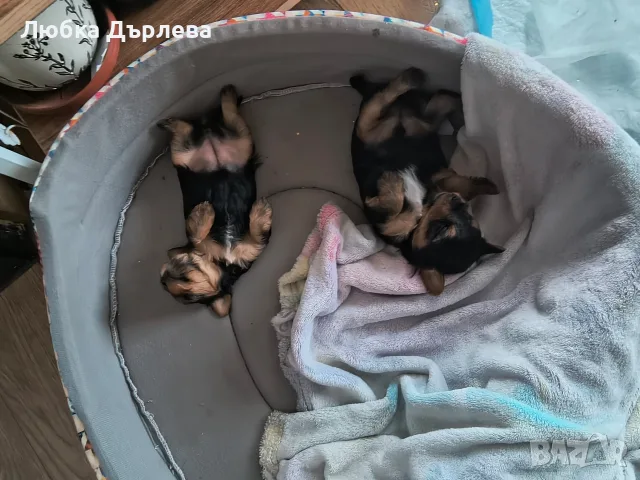 мини йоркита момче и момиче