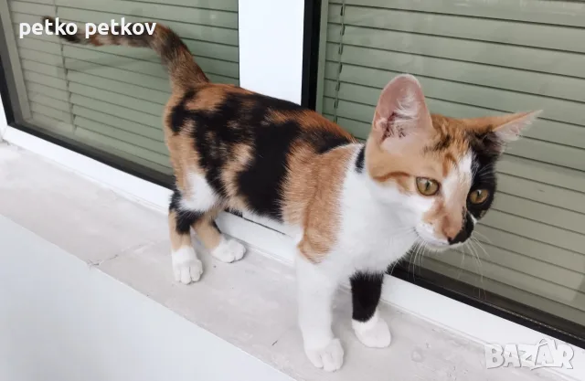 Подарявам малко котенце/ Kleine Katze zu verschenken