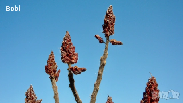 Panasonic Lumix DMC-LS80 PINK, снимка 4 - Фотоапарати - 53856239