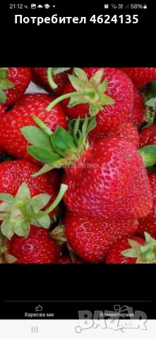 Целогодишен разсад ягоди и малини , снимка 2 - Сортови семена и луковици - 53621426