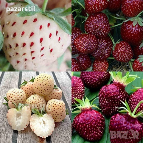 Коренища за Черешова и Бяла АНАНАСОВА ЯГОДА - комплект 