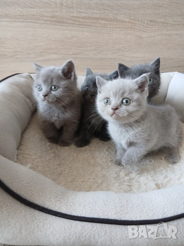 Британски Котета , снимка 10 - Британска късокосместа - 52850556