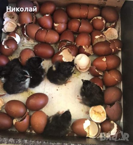 Разплодни яйца от Черен мед Маран, снимка 5 - други­ - 32314297