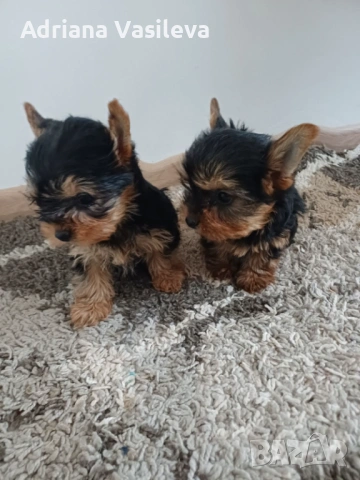 Йоркширски териер , снимка 3 - Йоркширски териер - 53250176