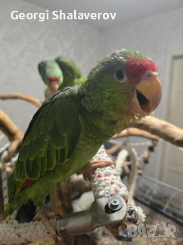 Продавам ръчно хранени бебета зеленобузи Амазони , снимка 5 - Папагали - 51951186