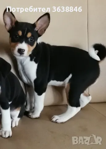 Басенджи, снимка 5 - Други - 49405247