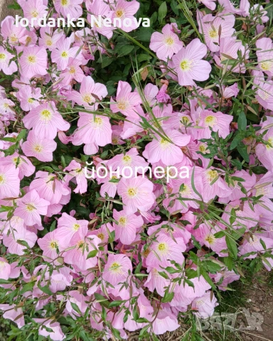 Студоустойчиви цветя , снимка 3 - Градински цветя и растения - 53305648